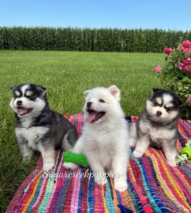 Paisley's new litter
